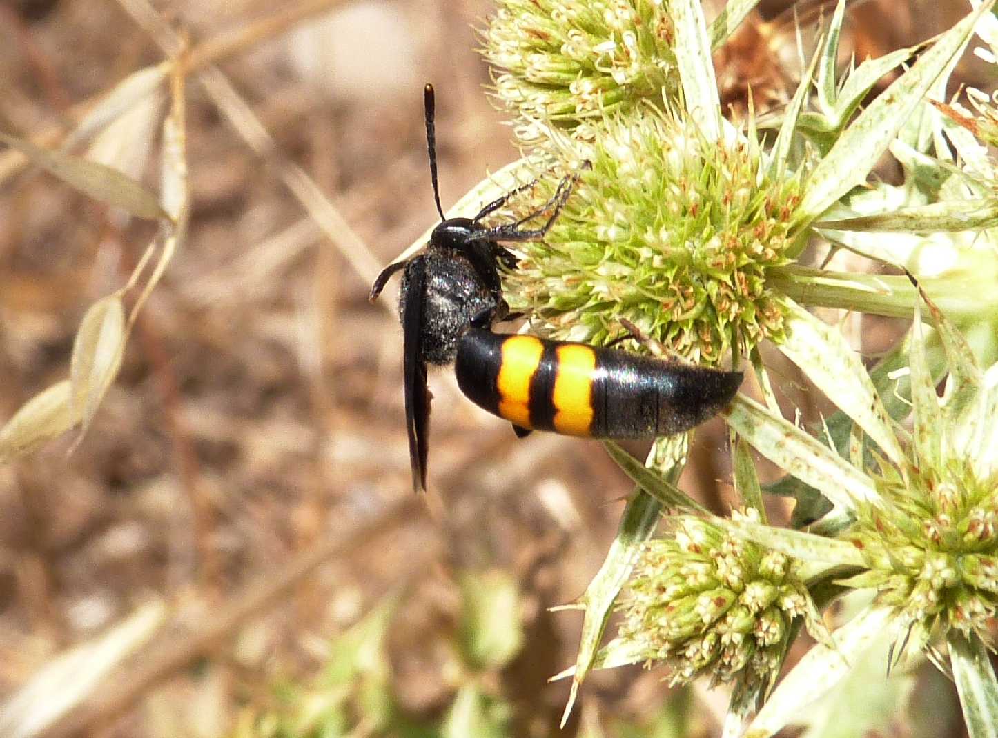 Scolie vere e scolie finte (Stizoides tridentatus)